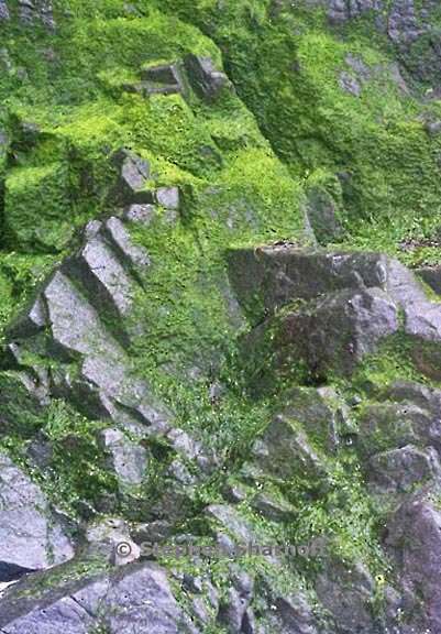 rock